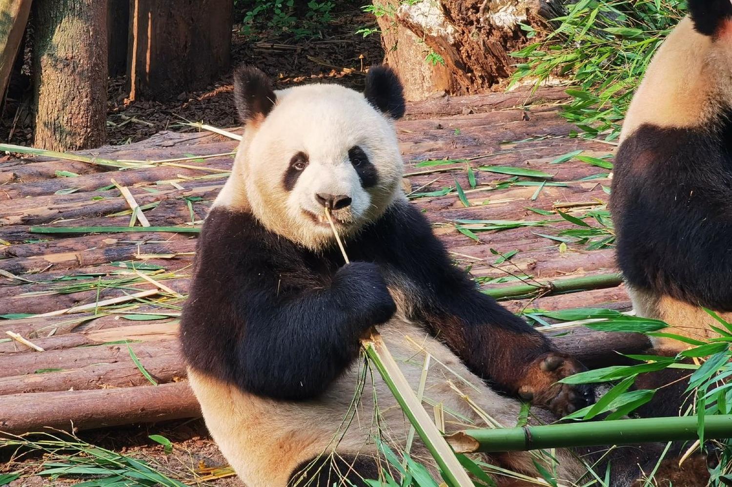 Chengdu